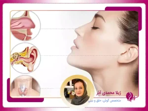 بهترین دکتر گوش، حلق و بینی در تبریز