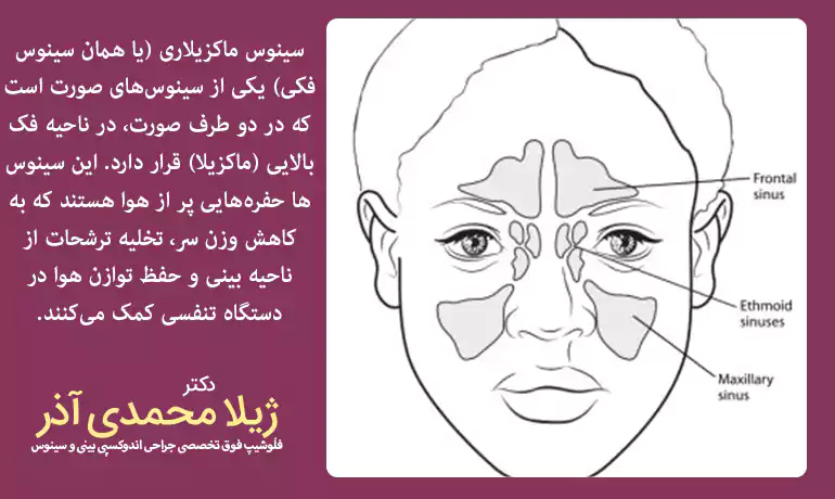 سینوس فک